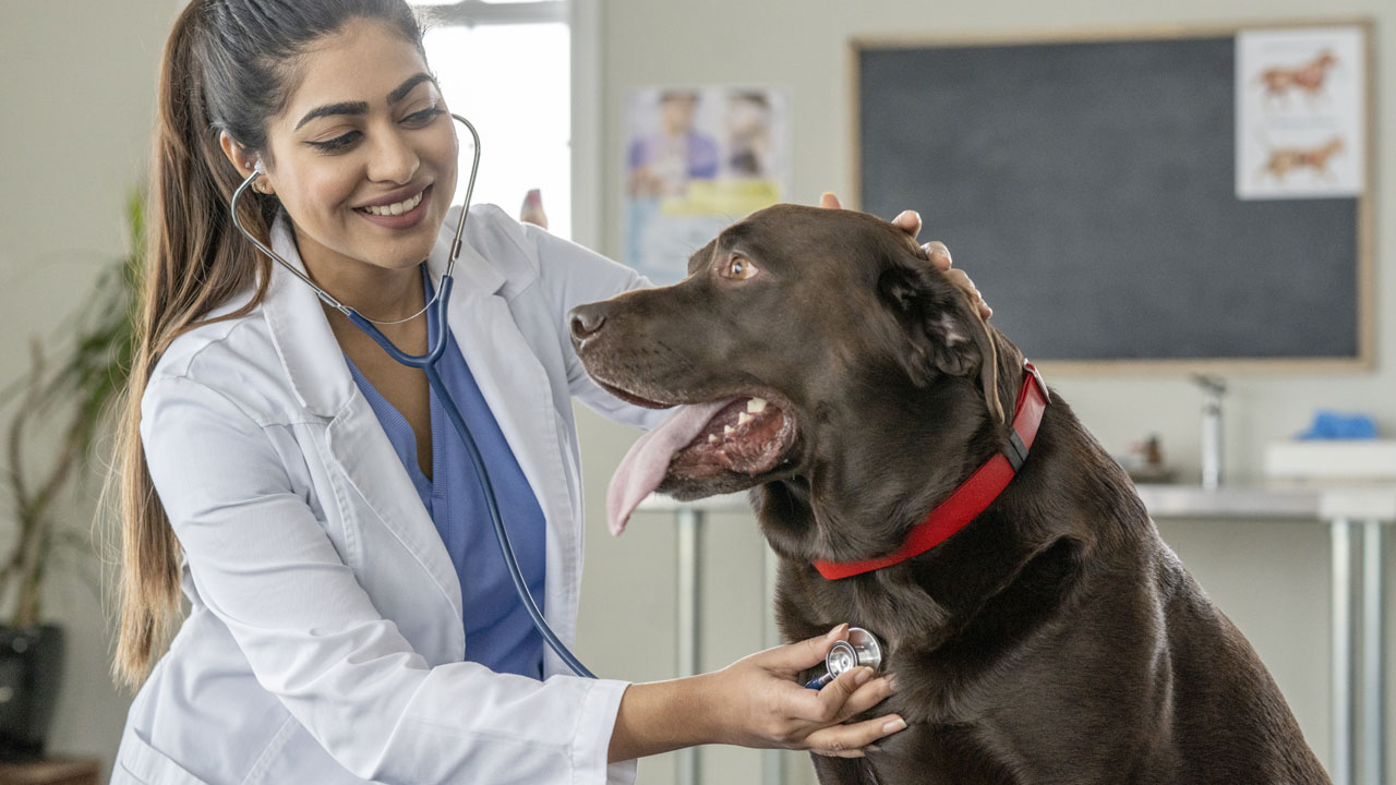 UniRitter abre inscrições para Aprimoramento Profissional em Medicina Veterinária